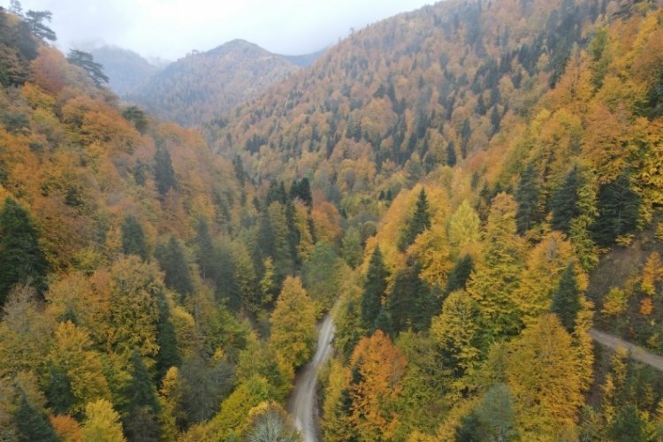 Bolu'da renk cümbüşü mest etti