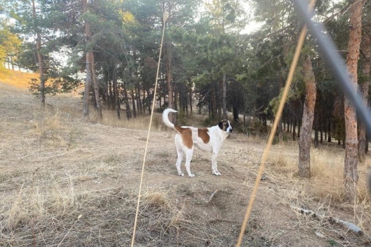 Evine dönen akademisyene köpekler saldırdı