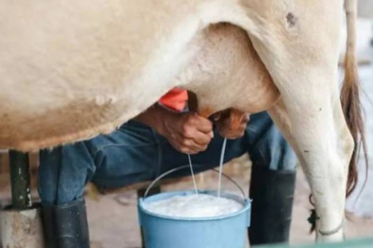 Eylül ayında inek sütü toplaması yüzde 14,9 arttı