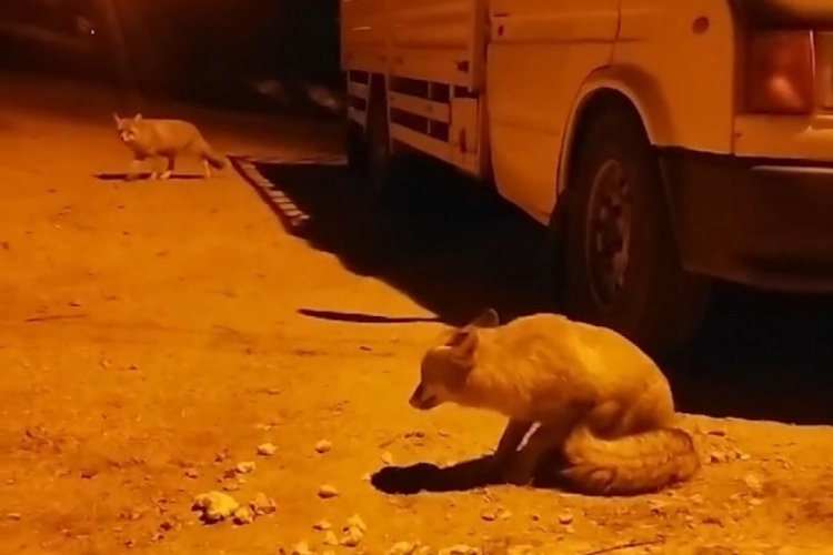 Gümüşhane'de aç kalan tilkiler köyün maskotu oldu!