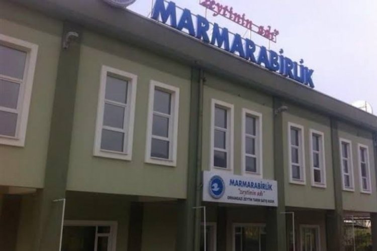 Marmarabirlik'in Orhangazi kooperatifi zeytin alımlarında 600 tonu aştı! 