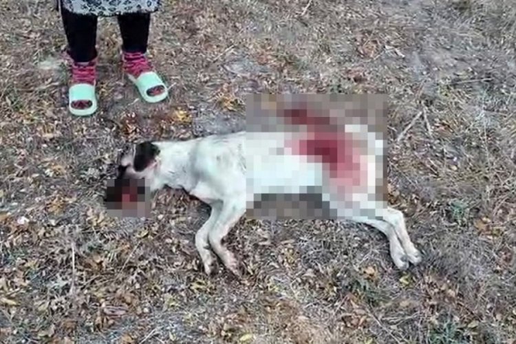 Antalya'da tüfekle komşusunun köpeğini öldürdü!