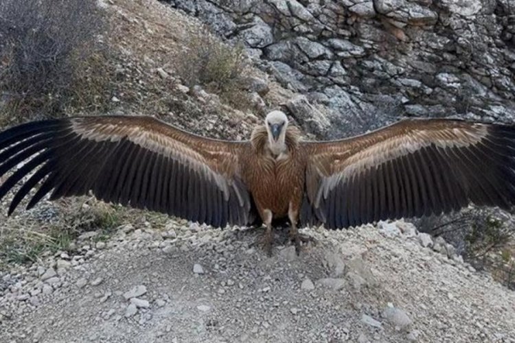 Şırnak'ta yaralı akbaba tekrar doğaya salındı