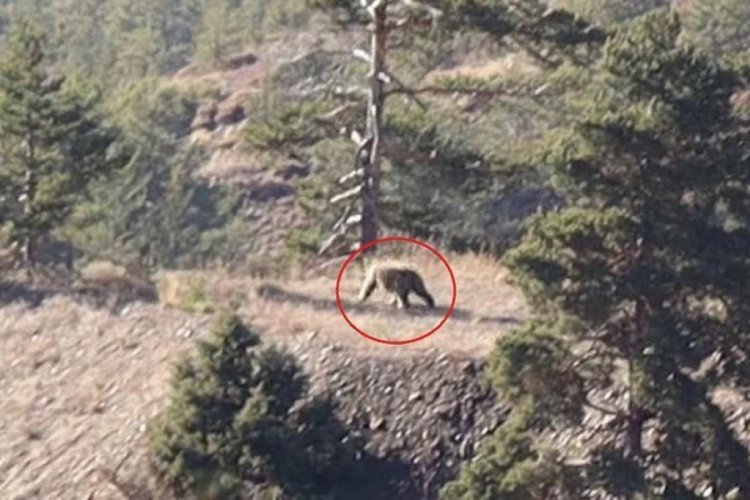 Doğa yürüyüşünde bozayıyla karşılaştılar!