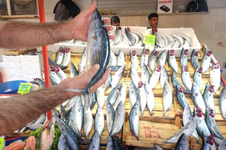 Bursa'da yeni haftada balık fiyatlarında son durum! Tezgahlarda bolluk var, fiyatlar nasıl?