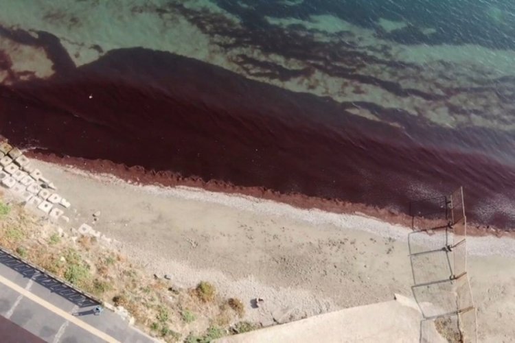 Marmara'da kıyılar kırmızı yosunla kaplandı!