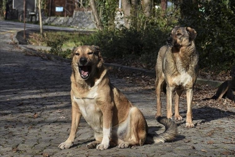 Ankara'da 13 yaşındaki Alperen, sokak köpeklerinin saldırısında yaralandı