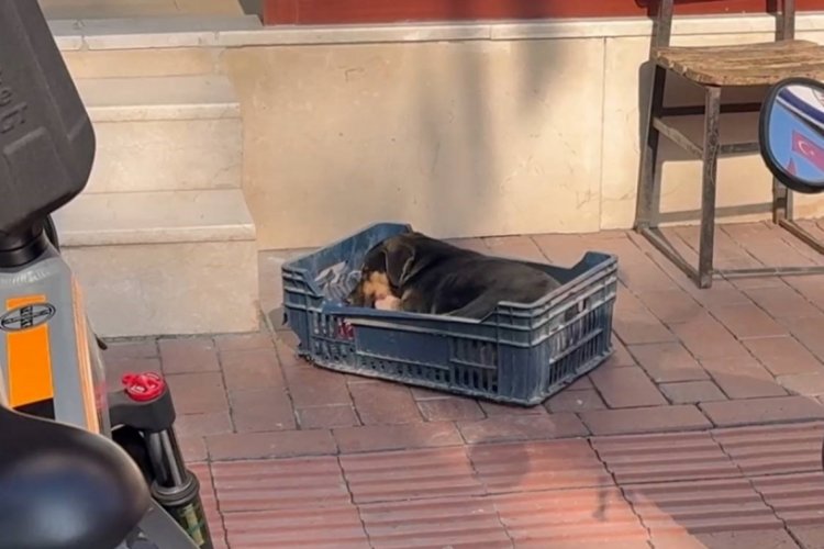 Bursa'da duyarsız sürücünün çarptığı köpeğe zabıta ekipleri sahip çıktı