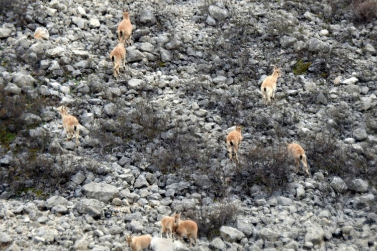 Erzincan'da dağ keçileri kameraya takıldı!