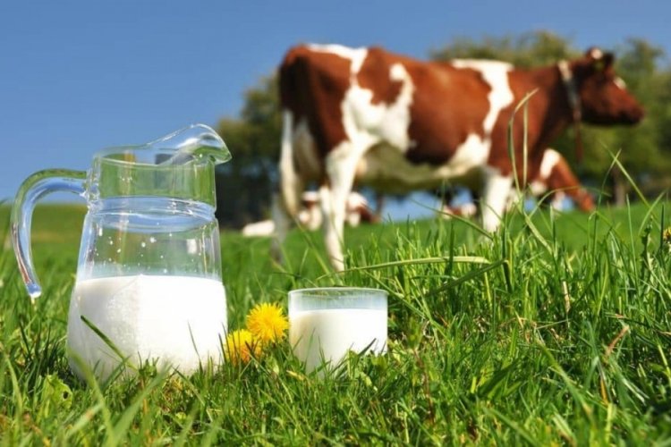 TİGEM &uuml;rettiği inek s&uuml;t&uuml;n&uuml; ihale usul&uuml; satışa &ccedil;ıkardı