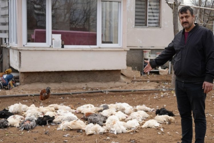 Kırıkkale'de başıboş k&ouml;pek dehşeti!