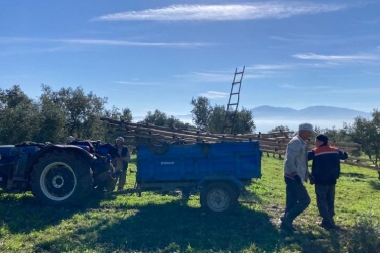 Bursa'da zeytin hasadı, soğuk ve &ccedil;amur dinlemiyor