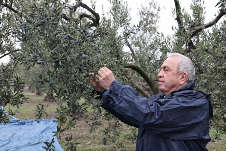 Bursa'da Başkan Şadi &Ouml;zdemir zeytin hasadına katıldı