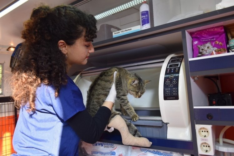 Bursa Yıldırım'da sokak hayvanlarına haybulans m&uuml;dahale edecek
