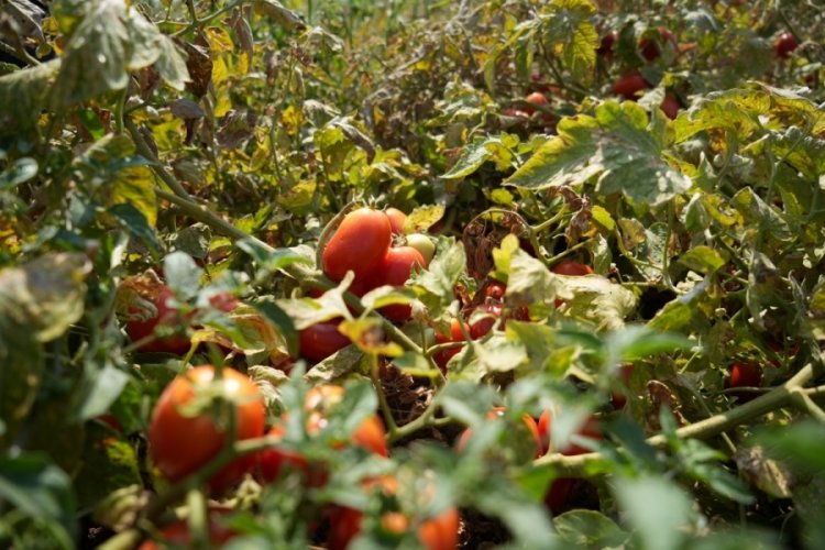 Bursa'da &ccedil;ift&ccedil;inin domatesi, biberi, soğanı artık tarlada kalmayacak
