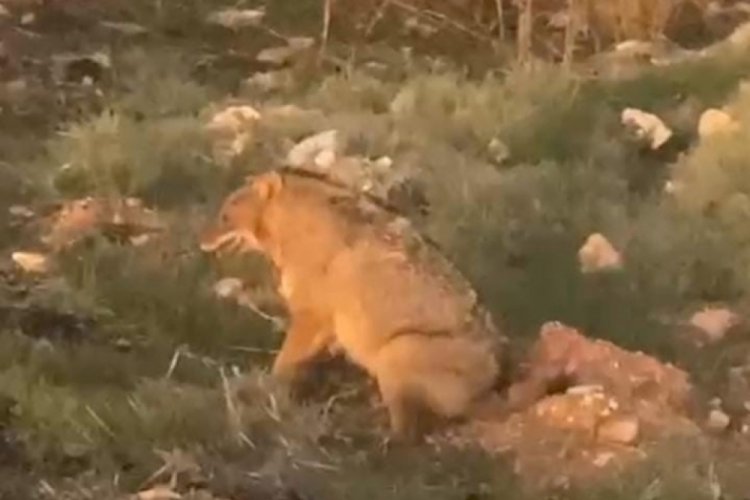 Şanlıurfa'da Anadolu sırtlanı ile yaralı çakal görüldü
