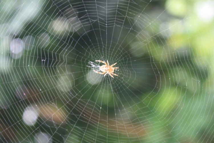 &Ouml;r&uuml;mcek ağlarının sıra dışı d&uuml;nyası!