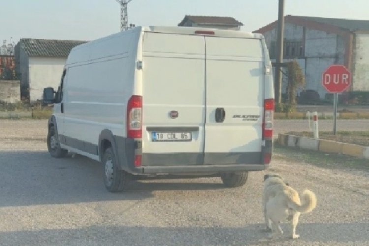 Balıkesir'de k&ouml;peğini aracının arkasına bağladı, metrelerce s&uuml;r&uuml;kledi!