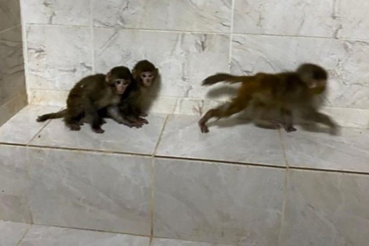 Sınırda &uuml;&ccedil; maymuna el konuldu