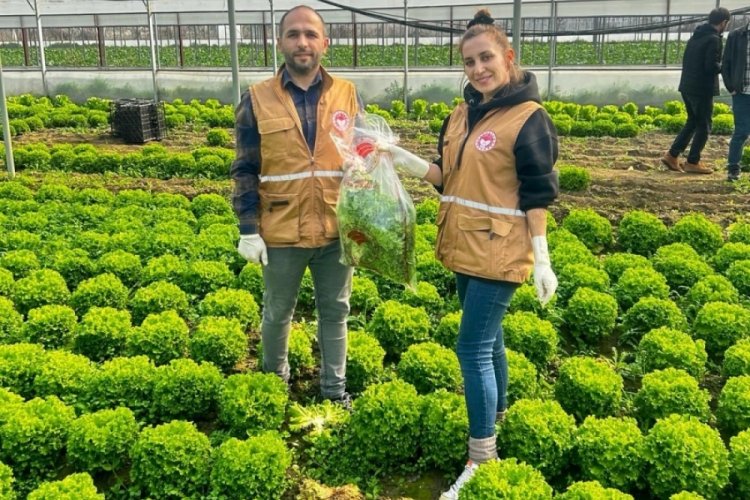 Bursa İl Tarım ve Orman Müdürlüğü sebze ve meyveleri denetliyor