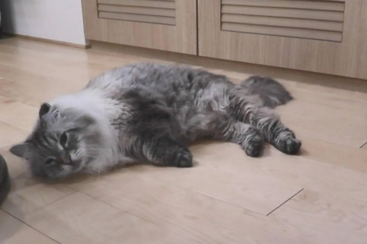 Putin'in hediyesi "barış" kedisi, Japonya'da öldü