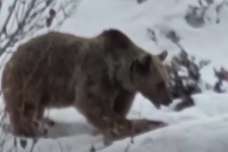 Tunceli'de uyku &ouml;ncesi karın doyuran ayı g&ouml;r&uuml;nt&uuml;lendi!