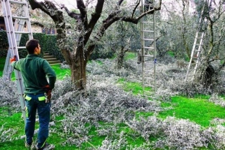 Zeytinde budama dönemi başladı! Yevmiyeler ikiye katlandı, işçi yok