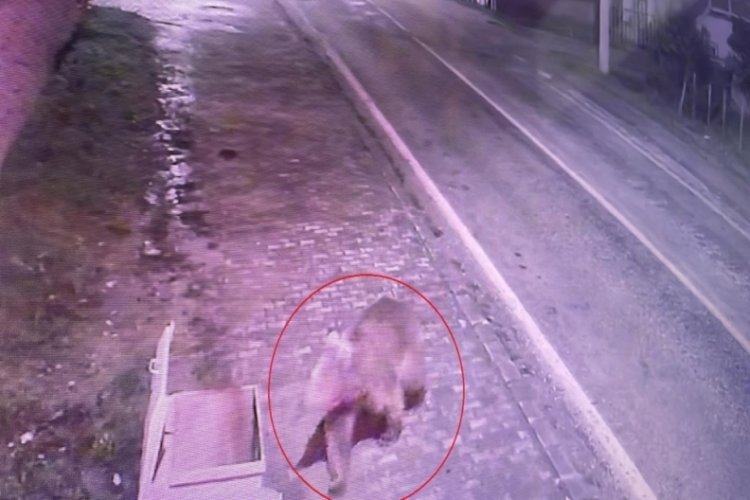 Bursa'da barınaktan kaçan bozayı termal kameralarla aranıyor!