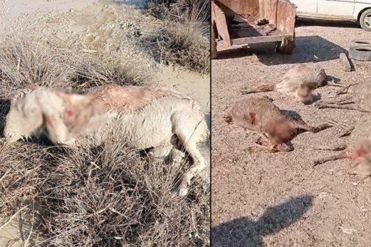 Başıboş köpekler 26 hayvanı telef etti!