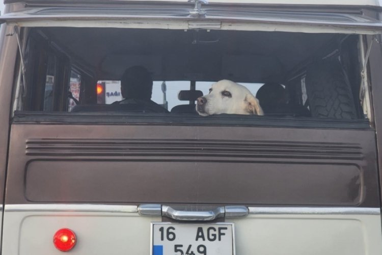 Bursa'da sevimli köpeğin keyifli yolculuğu