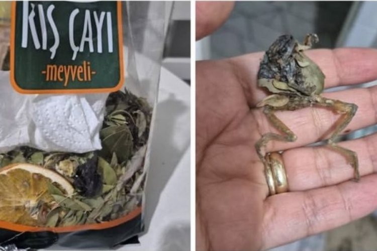 Kış çayının içinden bakın ne çıktı! 