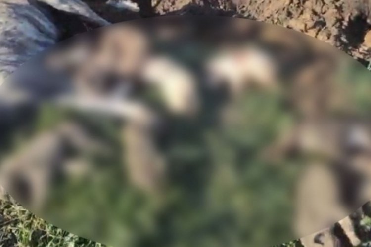 Hayvan barınağında 21 köpek ölü bulundu!