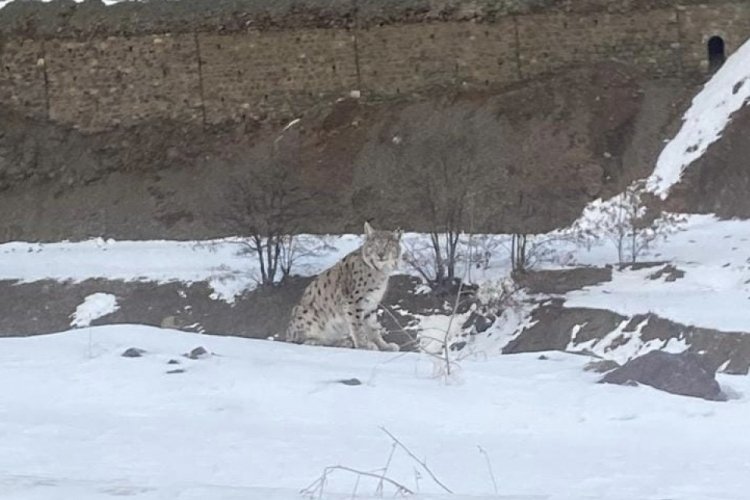 Kırmızı listedeki vaşak Elazığ'da görüldü