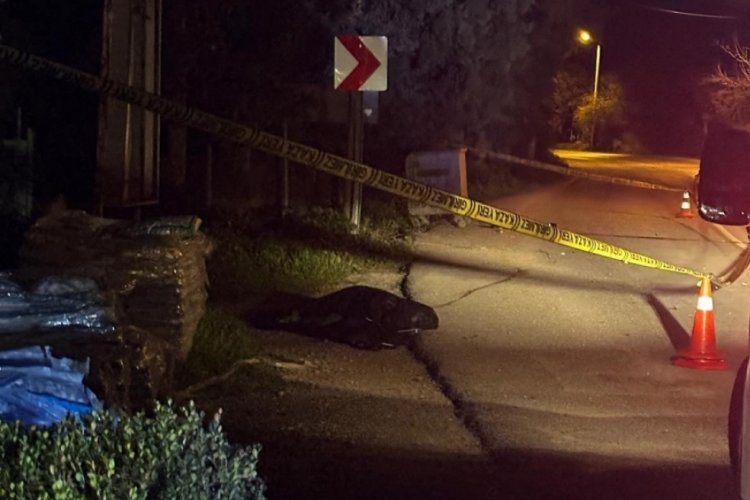 Hasan'ı hayattan koparan sürücü tutuklandı