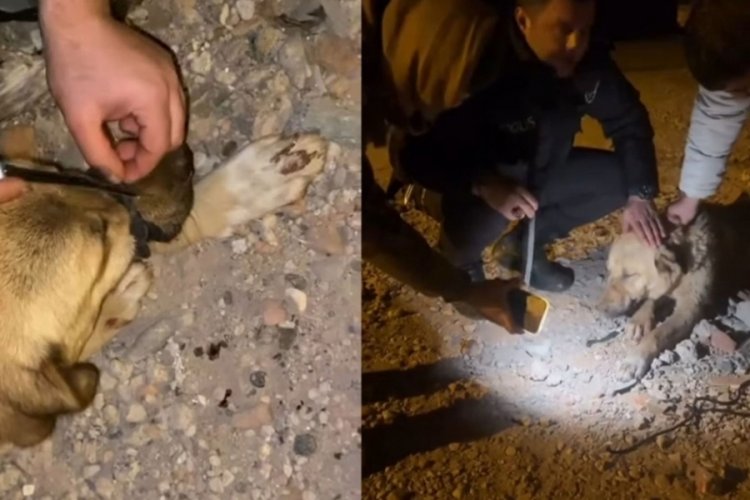 Ağzı bağlı can çekişen köpek kurtarıldı