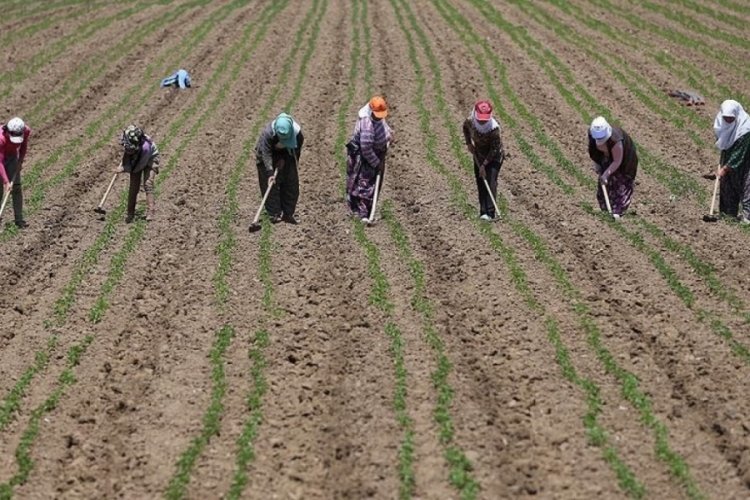 Tarım işçilerinin günlük ücreti 2024'te arttı