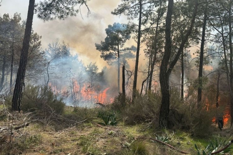 Antalya Kemer'de orman yangını