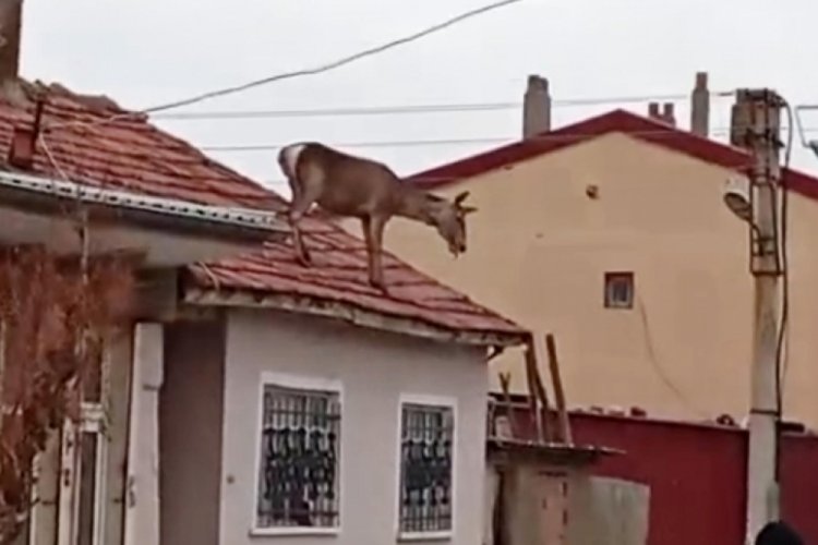 Köpeklerden korkup çatıya çıkan kızıl geyik, düşüp öldü