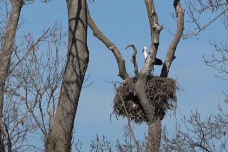 7 bin kilometre yol kat ettiler! Leylek Ormanı'na hareketlilik