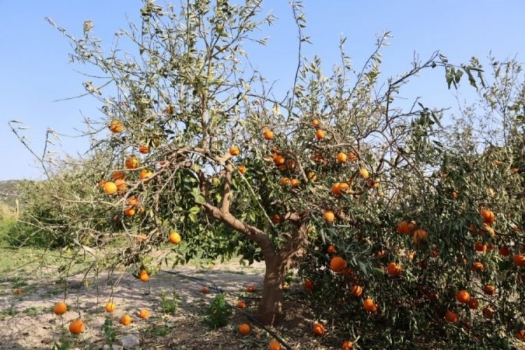 Portakalı don vurdu: Hepsi kurmaya başladı!