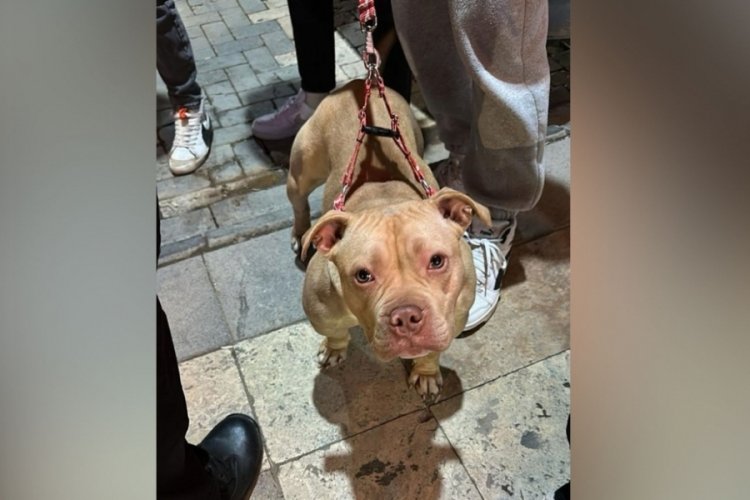 Yasaklı ırk köpek gezdirmenin bedeli ağır oldu