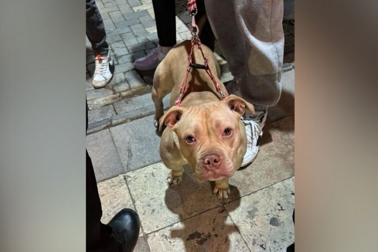 Yasaklı ırk k&ouml;pek gezdirmenin bedeli ağır oldu