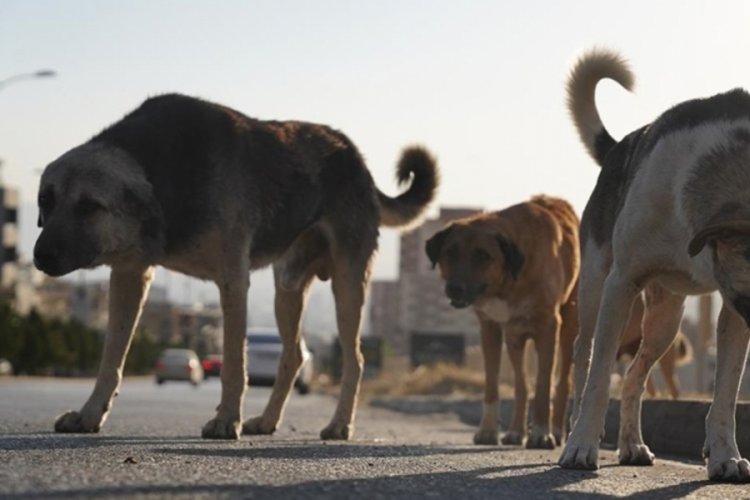 İzmir'de başıboş köpek 6 yaşındaki çocuğu ısırdı