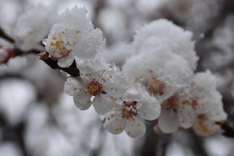 Meteoroloji'den zirai don uyarısı