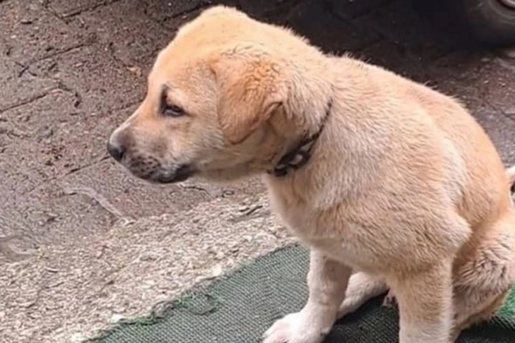 Yavru köpekleri aracıyla ezip kaçtı