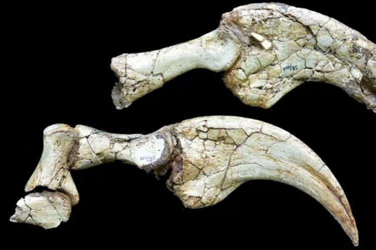 İki parmaklı dinozor keşfi!