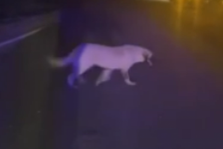 Köpeğe çarpmamak için kaza yaptı: 5 yaralı