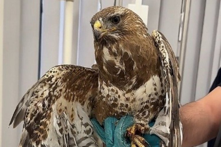 Çorum'da yaralı halde bulunan şahin tedavi altına alındı