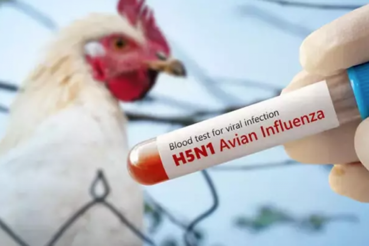Meksika'da 'H5N1' kaynaklı ilk ölüm