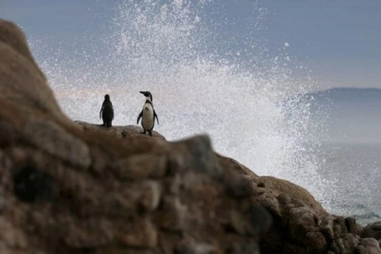 Penguen helikopter düşürdü: Kazanın raporu ortaya çıktı